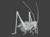 Insect Cricket Assembly Model-0