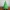 Christmas Tree Secret Stasher - Curvy Edition