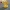 Vücut Geliştirici Shuckle Pokémon | CFS ve CFS'siz