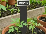 Tomato Plant Sign-0