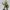 Clash of Clans COC The Goblin