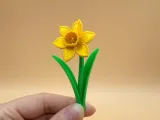 Daffodil Flower-0