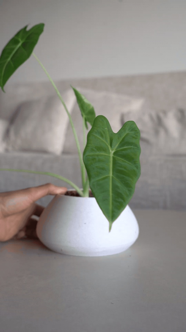 ZenRock Planter - River Stone Planter with Hidden Reservoir