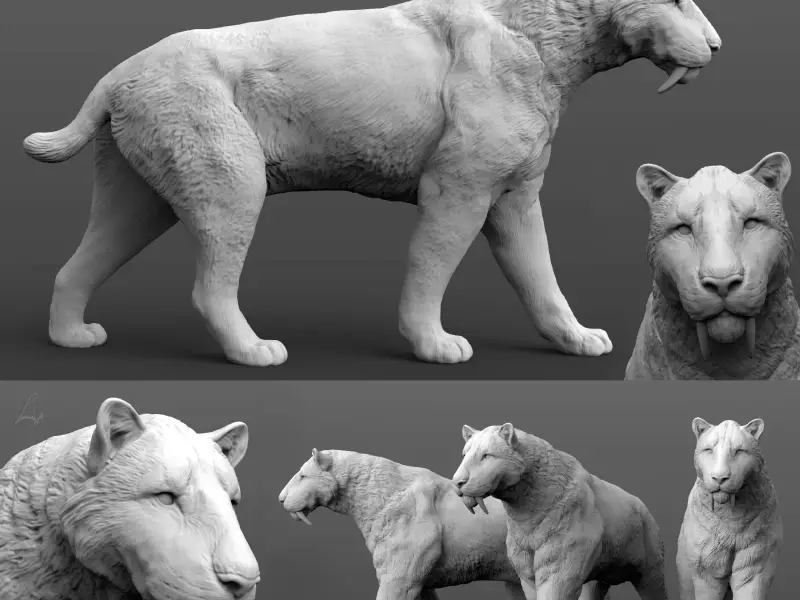 Smilodon populator, Saber-Toothed Tiger (walking)