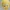 PIOLIN-TWEETY-DESPIECE-NOAMS