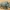 Low poly rhinoceros