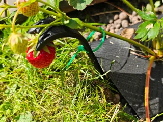 Strawberry Support Stake