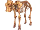 Elephant Skeleton – Highly Detailed Realistic Animal 3D Mode-0