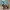 Chibi Afgan Hound Figurine