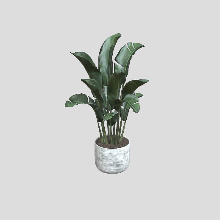 Banana Plant With Pot