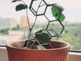 Plant support-trellis-0