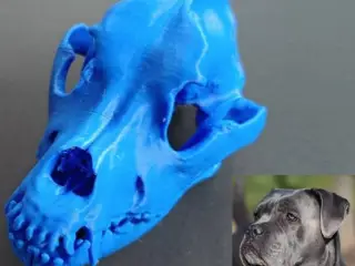 Dog skull (Cane corso) from scan