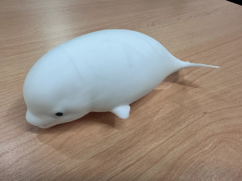 beluga