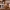Shooky - BT21