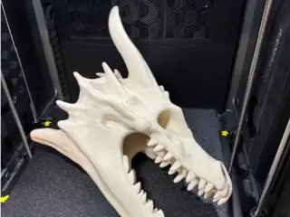 Bone Dragon Skull