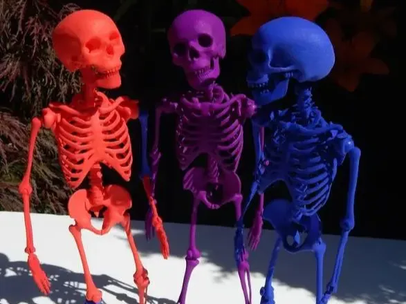 Posable Skeleton