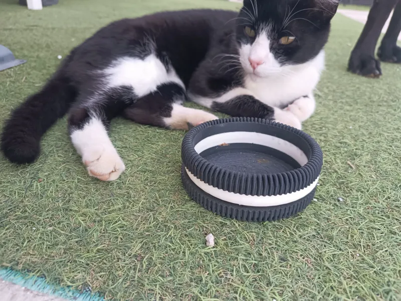 Ciotola per gatti Oreo