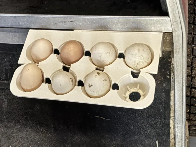egg_holder_clubcar_DS_v4_right