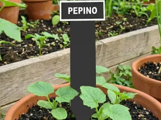 Cartel planta pepino