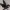 Fae-Drache