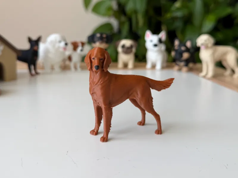 Setter Irlandés