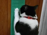 Scratching post modular-0