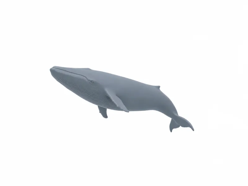 Blue Whale | Largest Animal on Earth