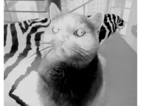 Cute Siamese Cat Lithophane – Free STL