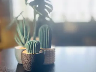 Cacti & Succulent Plant, Base & Pots