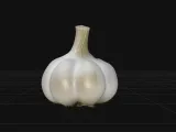 garlic-0