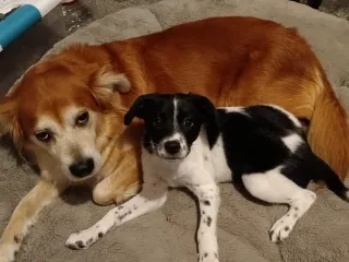 Doggo Bookmark