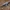 Bushmaster ACR