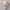 Vampire Goblin Skull – Spooky Wall Mount Decor