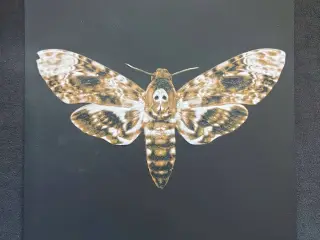 Death's-head hawkmoth