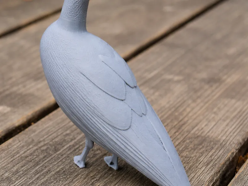 Andean coot