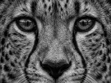 HueForge - Cheetah-0