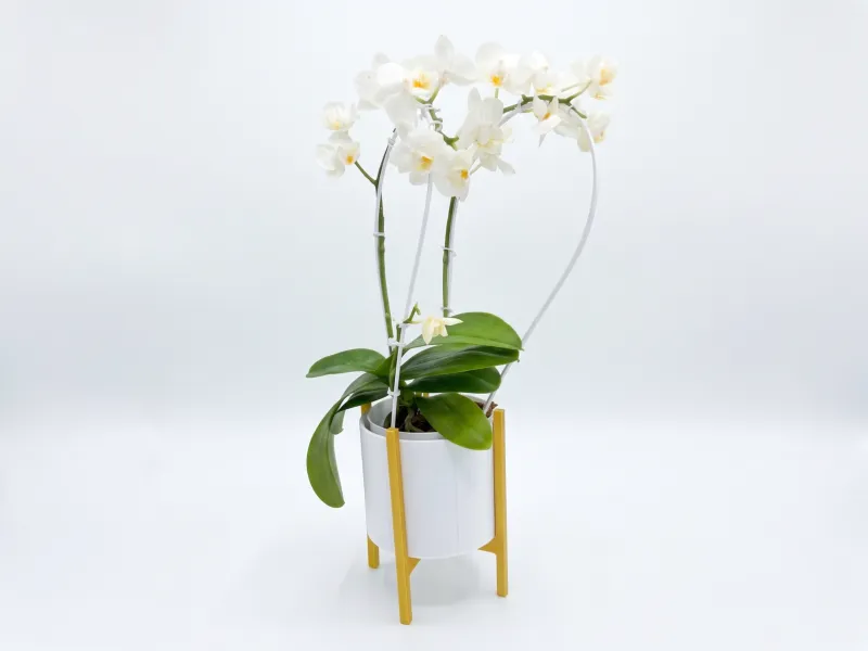 Vaso per Mini Orchidea con Arco Decorativo