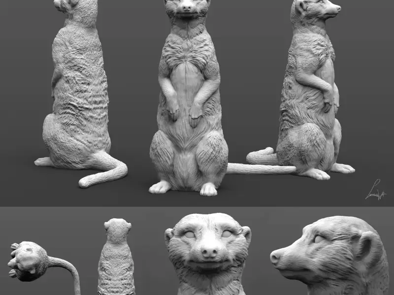 Meerkat