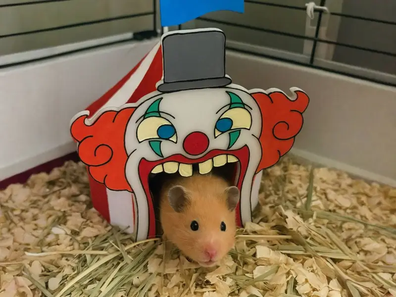 Maison pour hamster en forme de chapiteau de cirque
