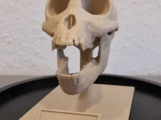 Proconsul Skull - Educational Model & Stand 🦴💀