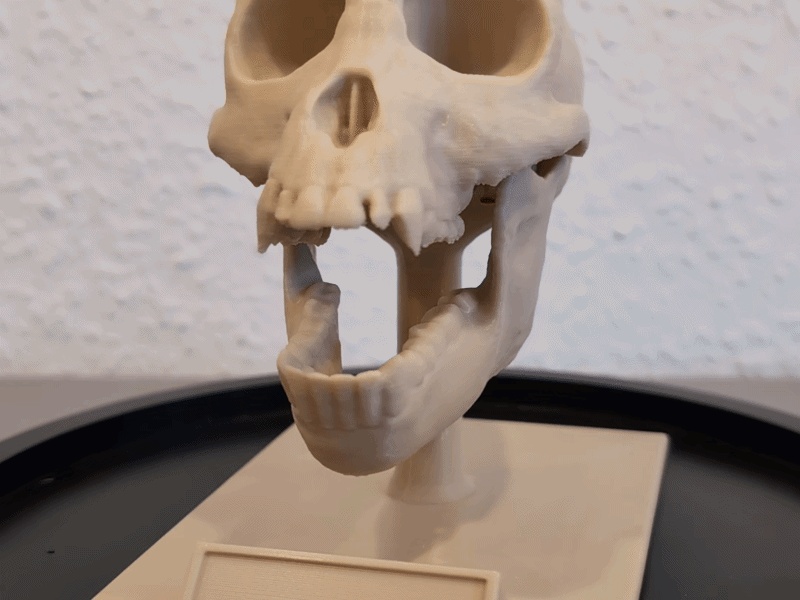 Proconsul africanus Skull - Educational Model & Stand 🦴💀