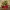 Slee - Kerstdecoratie