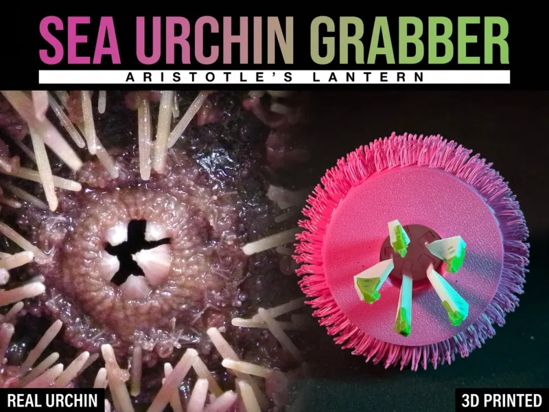 Sea Urchin Grabber – Aristotle's Lantern