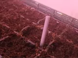 Precision Seed Hole Punch-0