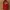 Tagliabiscotti Nottingham Forest Football Club