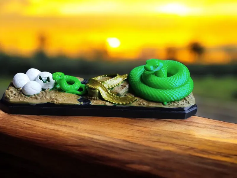 Snake Life Cycle – Educational Model