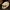 Lungfish (African) Skull