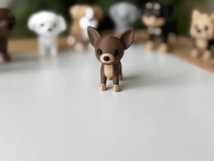 Chiot chihuahua
