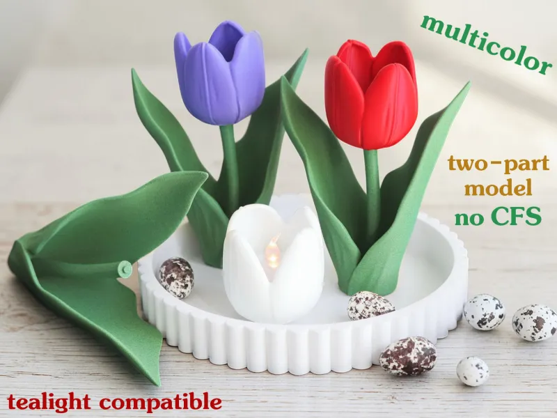 Tulip Multicolor (no CFS)