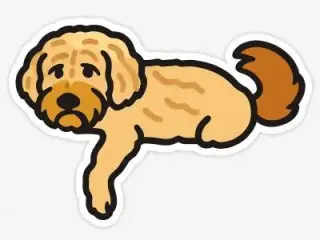 Golden Doodle Chilling